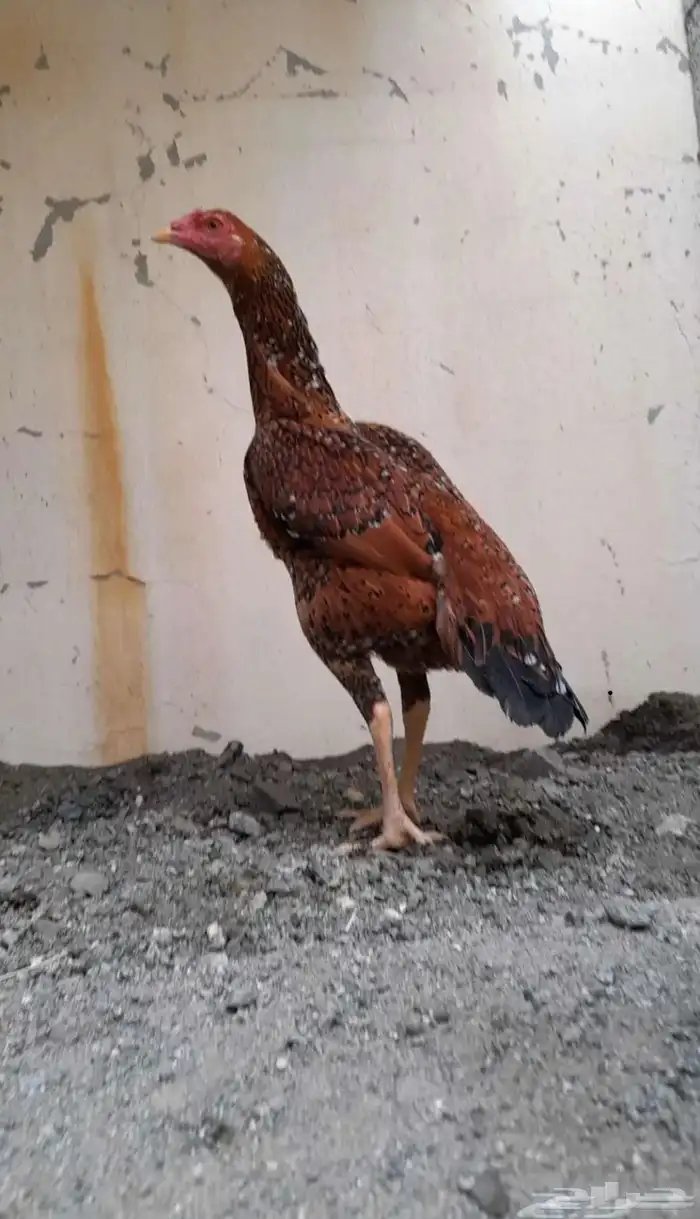 مشروع دجاج سندي فواخر من أساسات العم غبشان 0