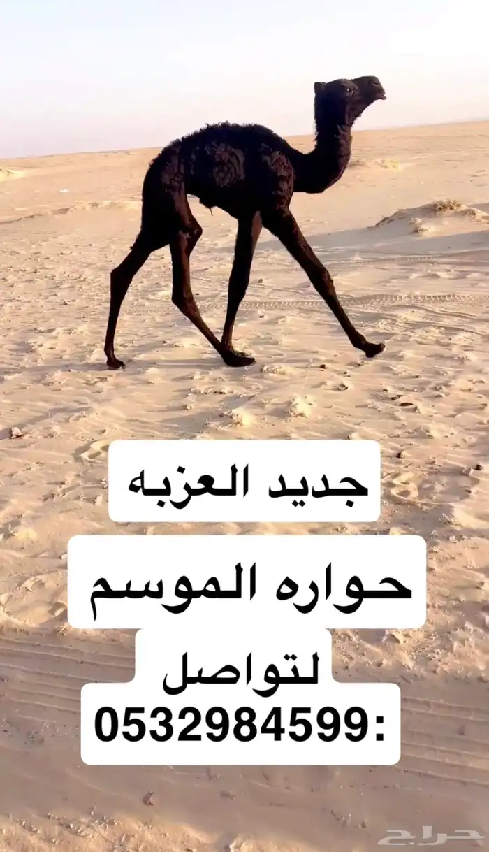 حواره فرديه امها معها 0