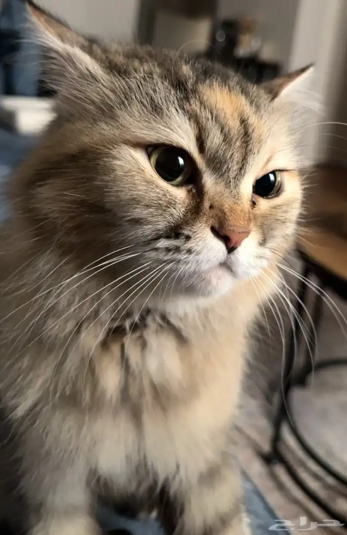 قطه انثى للتبني مطعمه 2