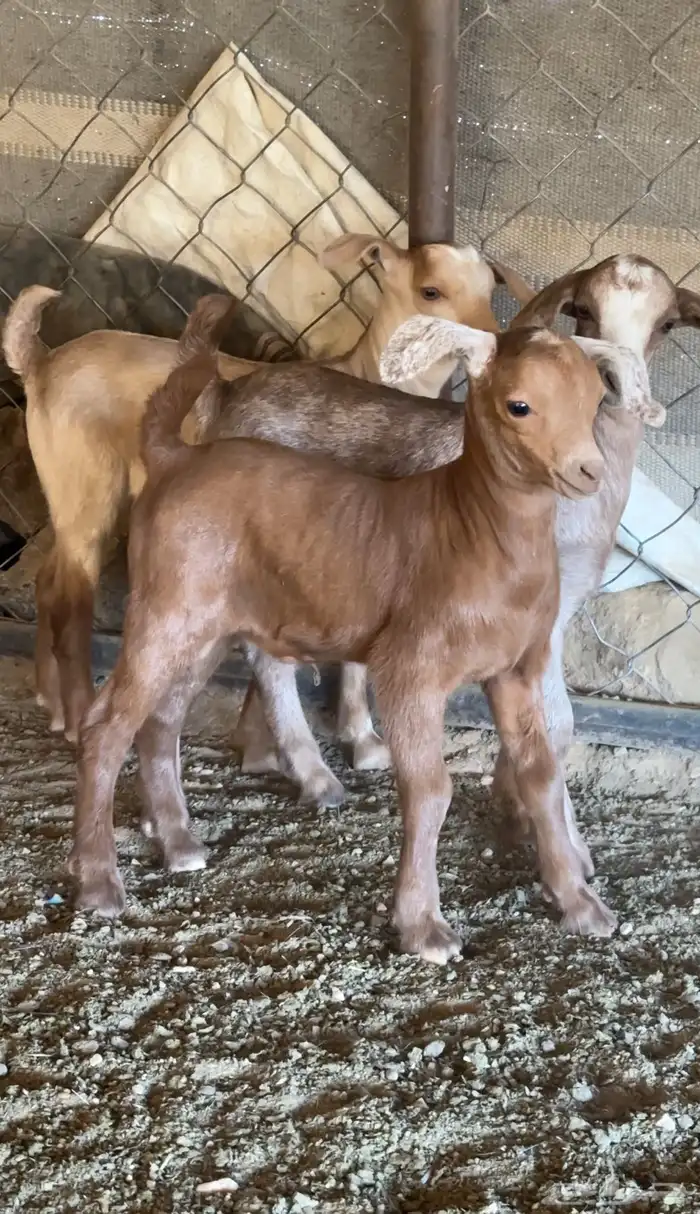 معزا دهم متابيع 6