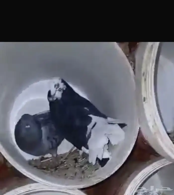 للبيع زوجين حمام ودجاجتين بياضات بلدي شرط صحه وعافيه 0