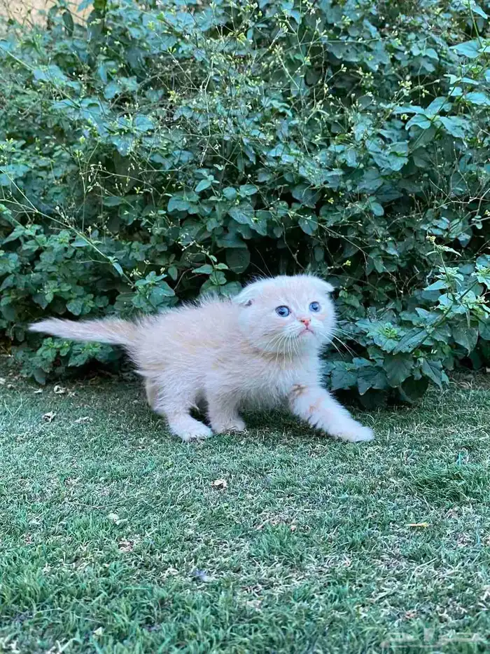 كيتن سكوتش فولد مطعمين مدربين للبيع ولايوجد تبني 27