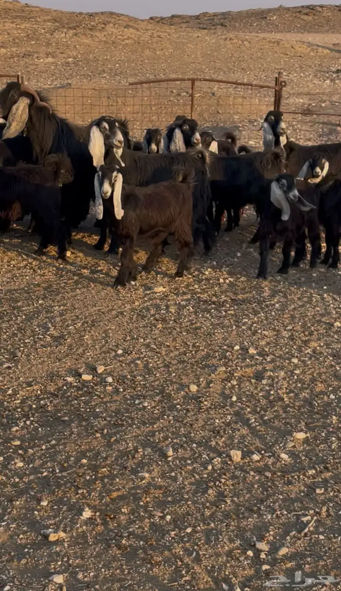 معزا عوارض طيبه 1