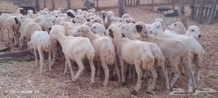 رخال رفيدي من 420 ريال 1