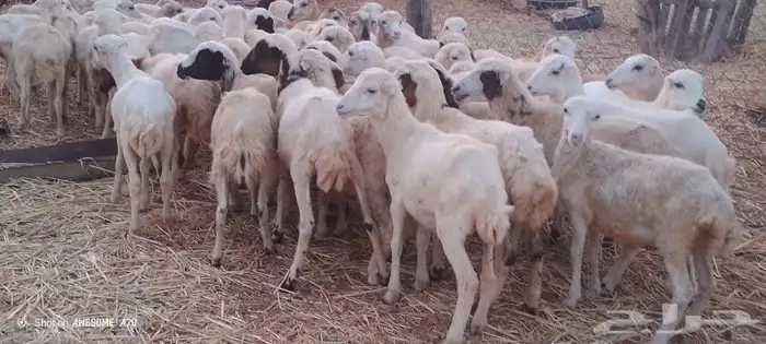 رخال رفيدي من 420 ريال 0