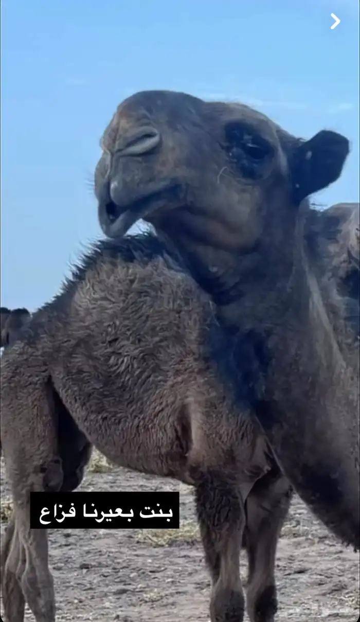 عرض فاخر دبياني منتج فرديات 3