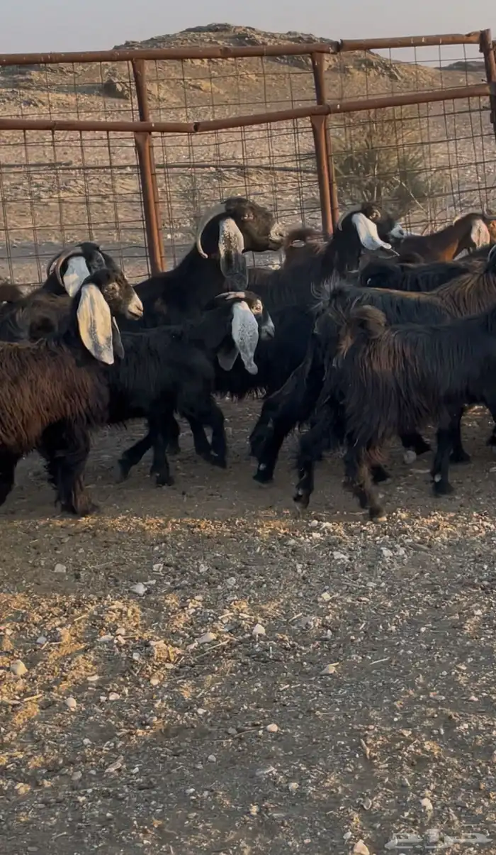 معزا عوارض طيبه 0