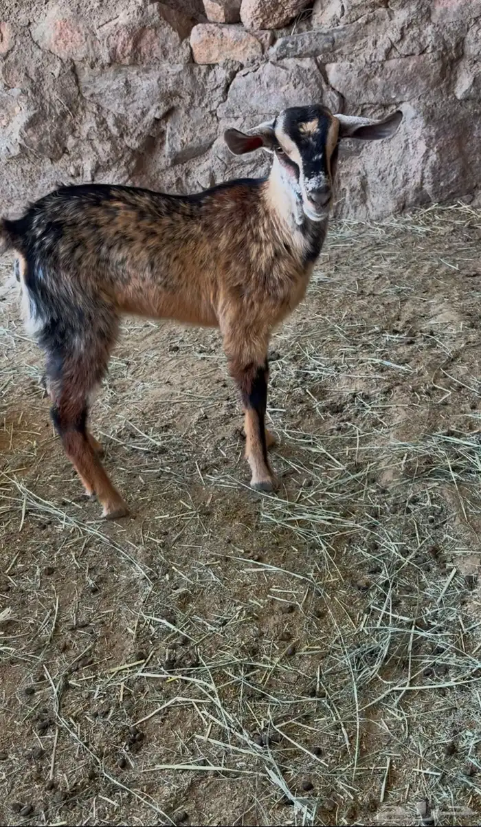 للبيع عناق وعنز دافع 4