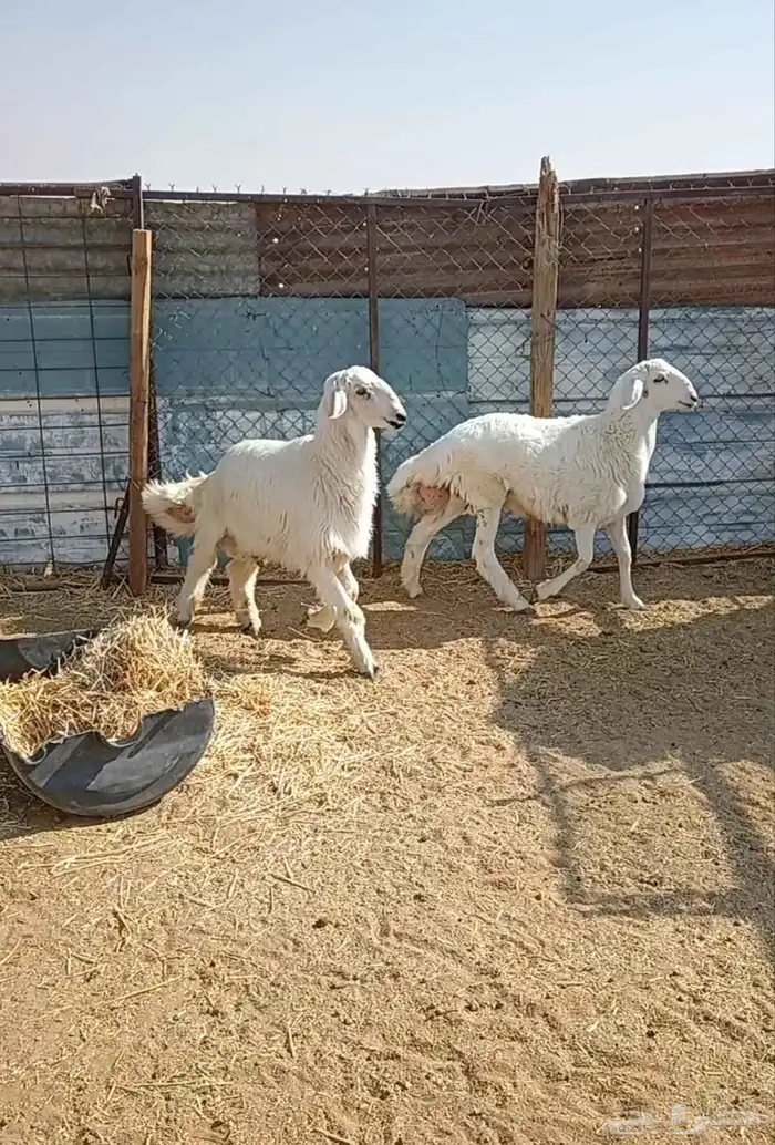 يوجد عندنا طليان حريه فخمة 4