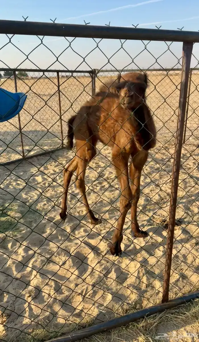 حوار مجهم ضيار(تم البيع) 1