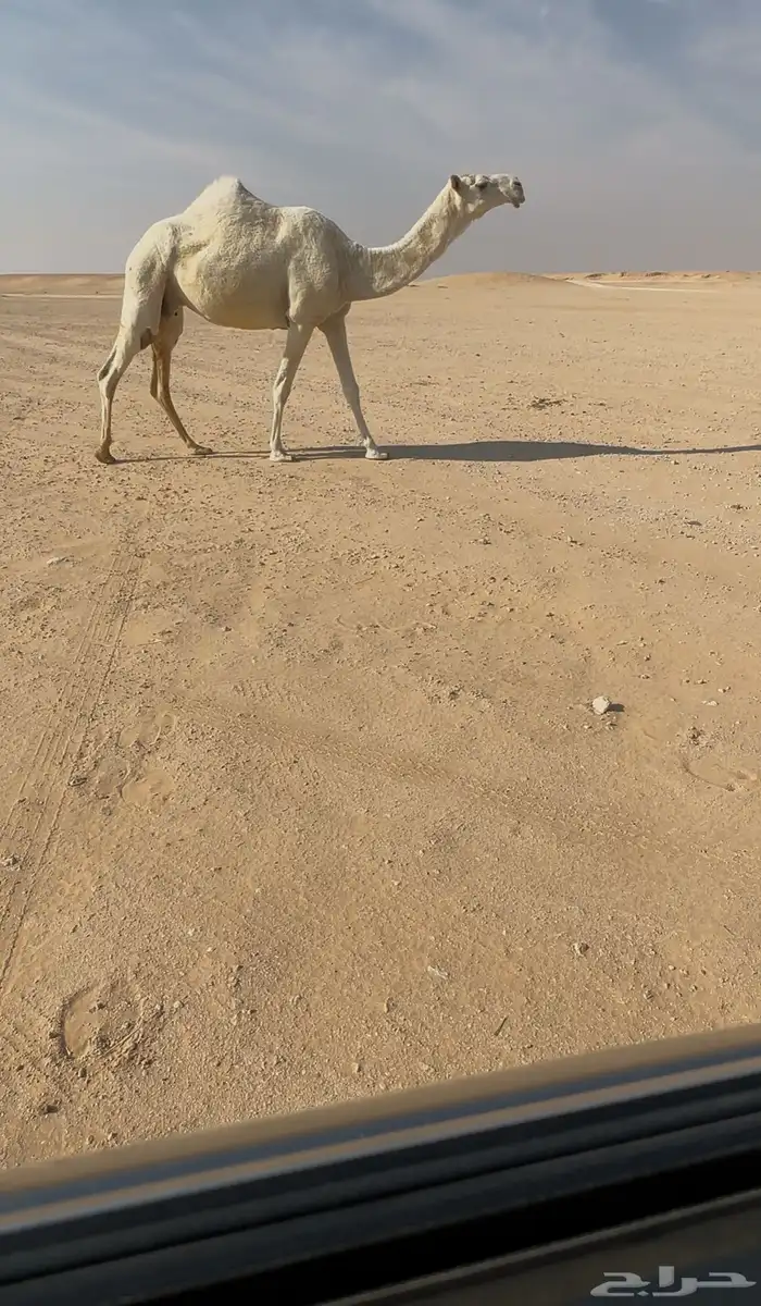 عشراء ثنو رمانيه كفووو 1