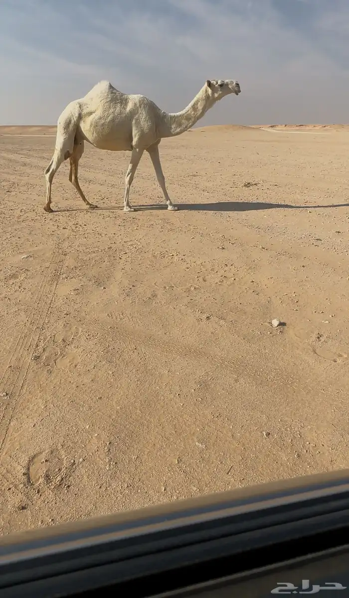 عشراء رمانيه ثنو كفوو 1