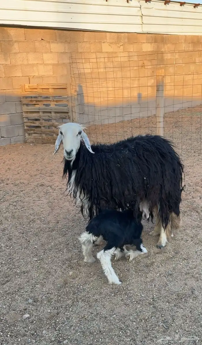 نجدية حدره خروف 0