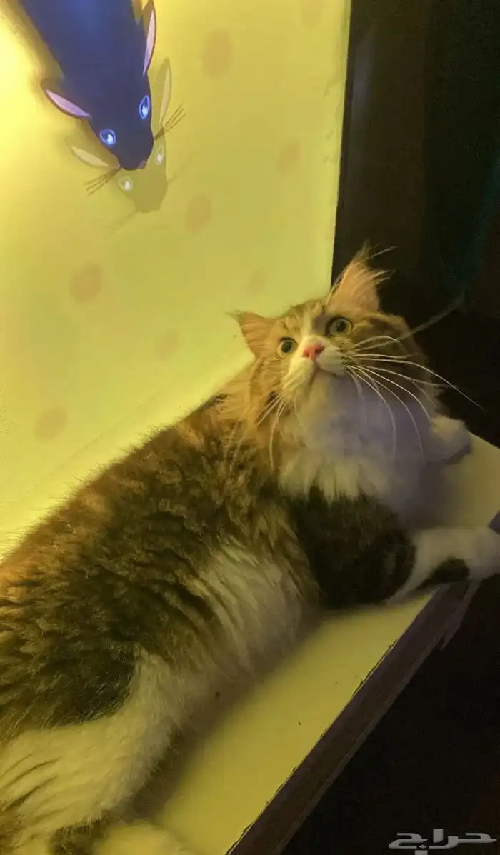 قط ل البيع فيه غيره اللي يبيه يتواصل معي ماراح اقصر معه 0