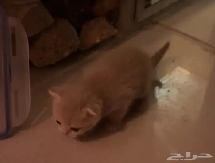 كتن سكوتش للبيع 4