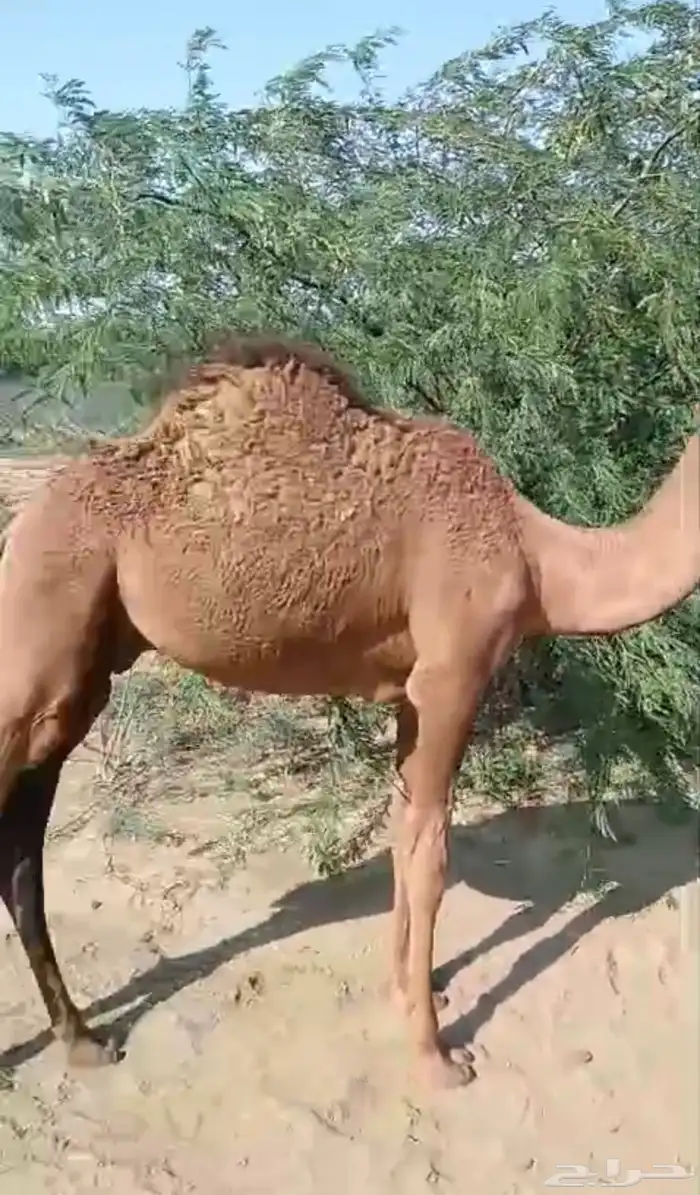 قعود للبيع 1