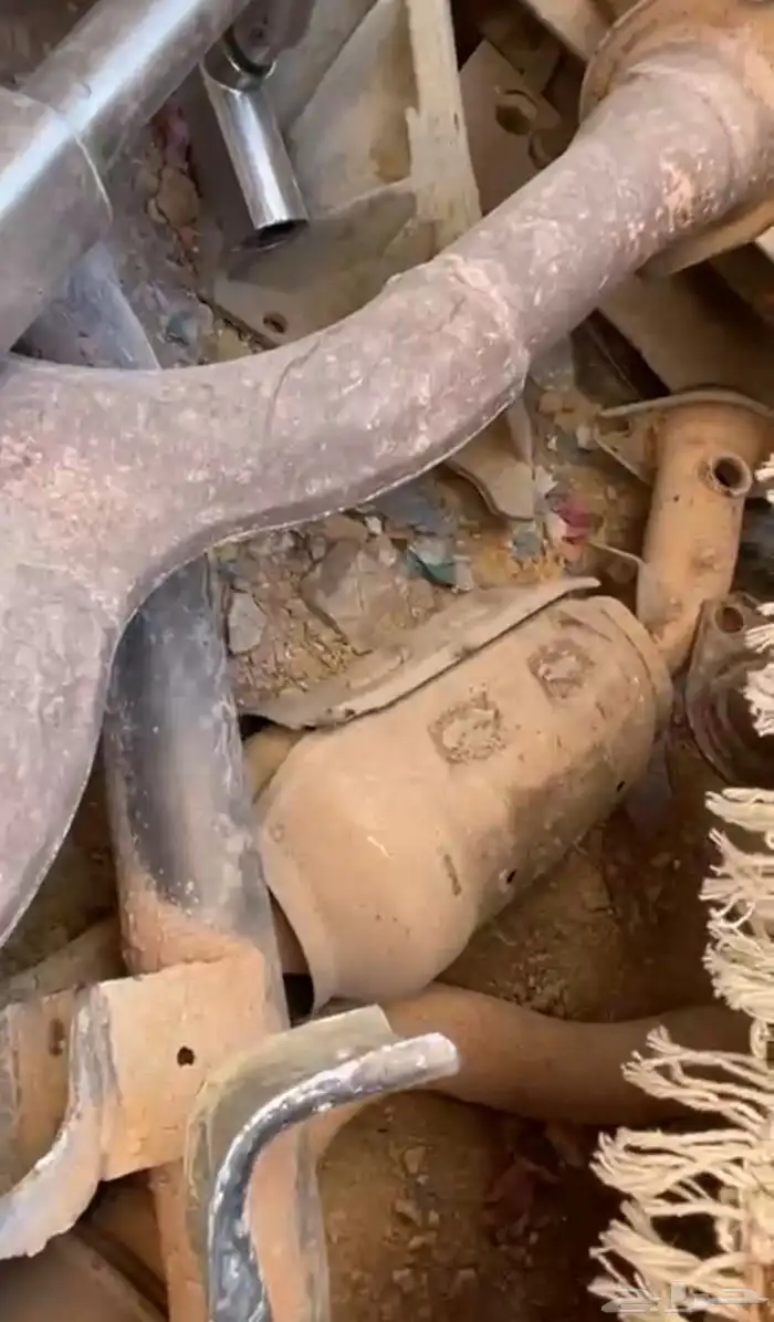 دبات تلوث رصاص للشاص راسين 1