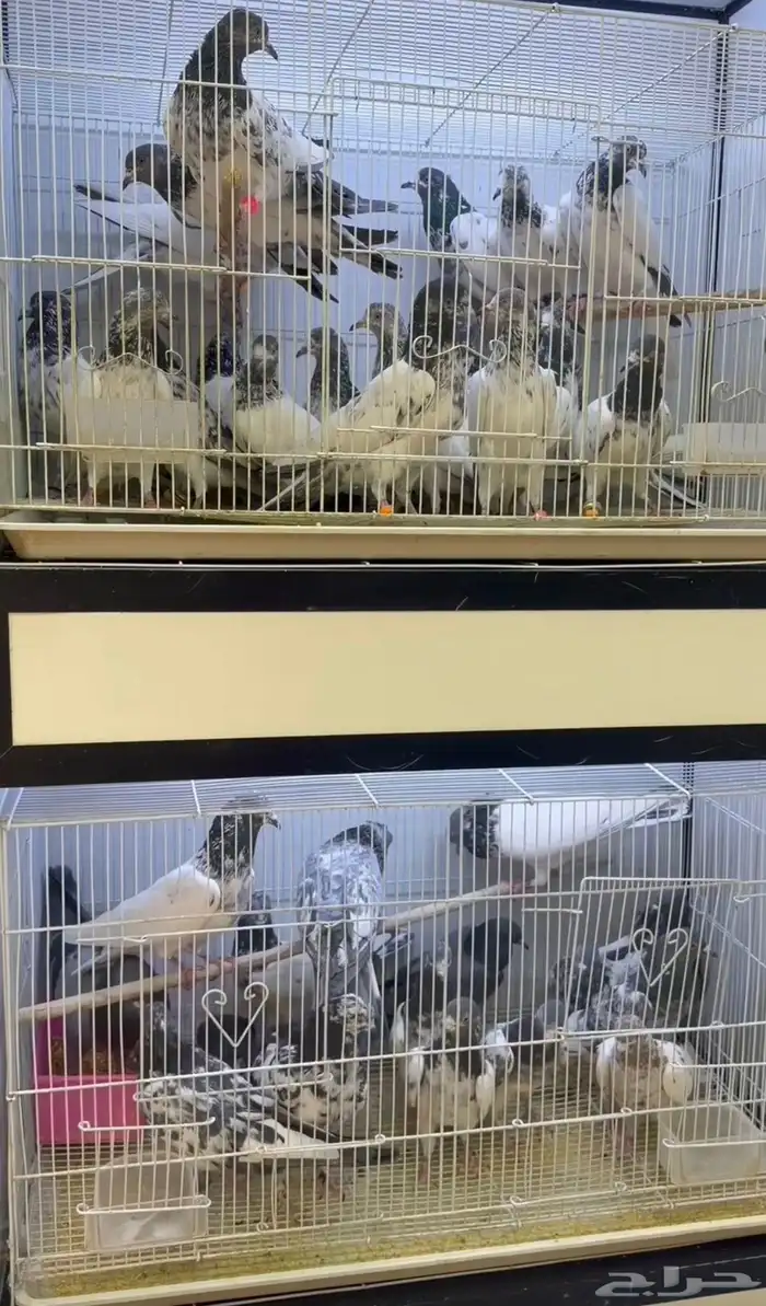 عصافير . قطط. حمام 3