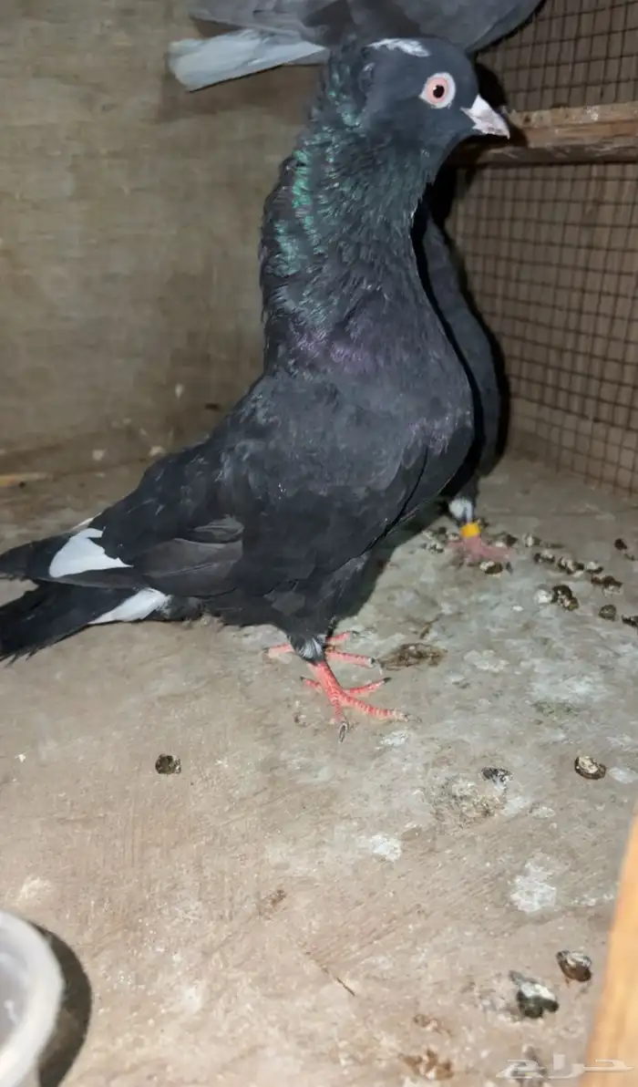 حمام قطايف زواجين طيب با الحيل 0