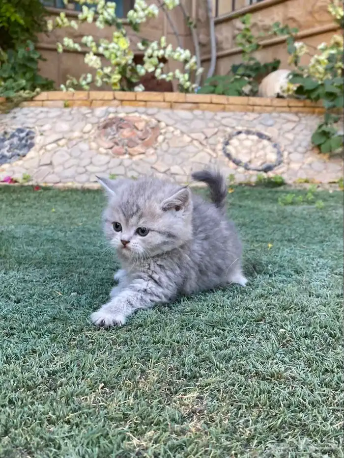 كيتن سكوتش فولد مطعمين مدربين للبيع ولايوجد تبني 5