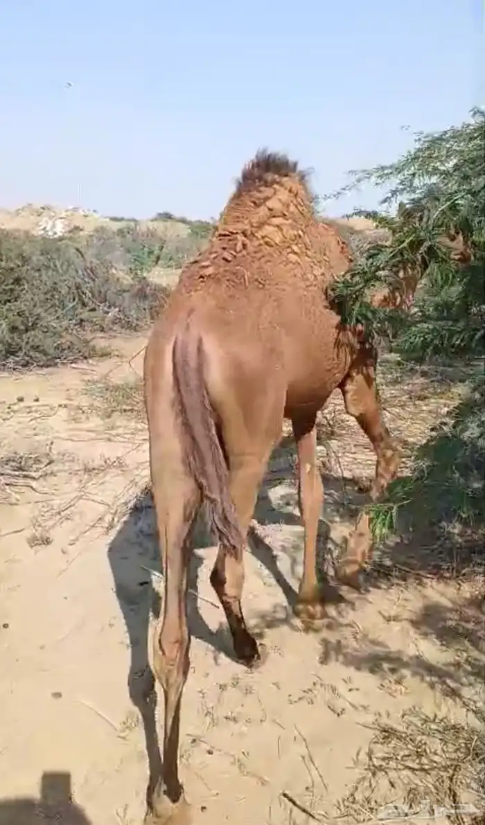 قعود للبيع 0