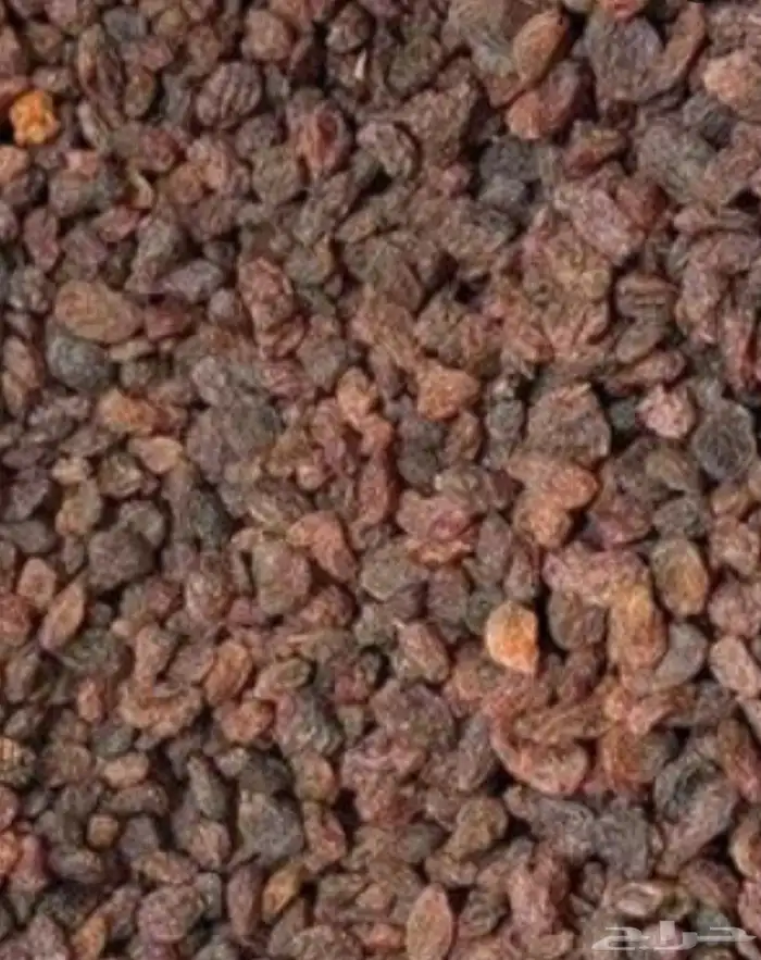 ياأهل الحلال يوجد زبيب عنب للغنام مفيد جدا افضل من الشعير و 1