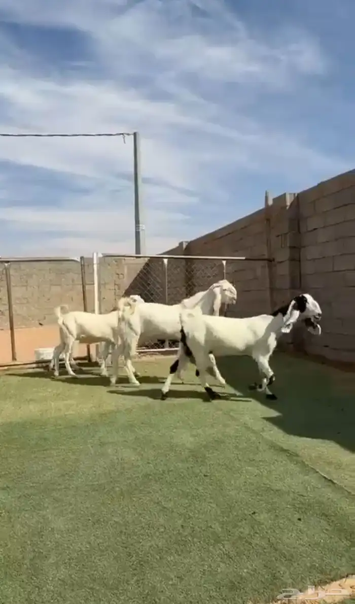 معزاء مشاريك طيبه 0