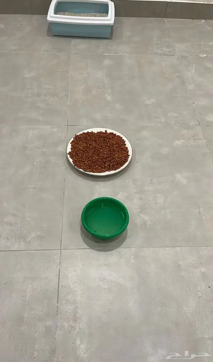 فندقة قطط ومعالجة 7