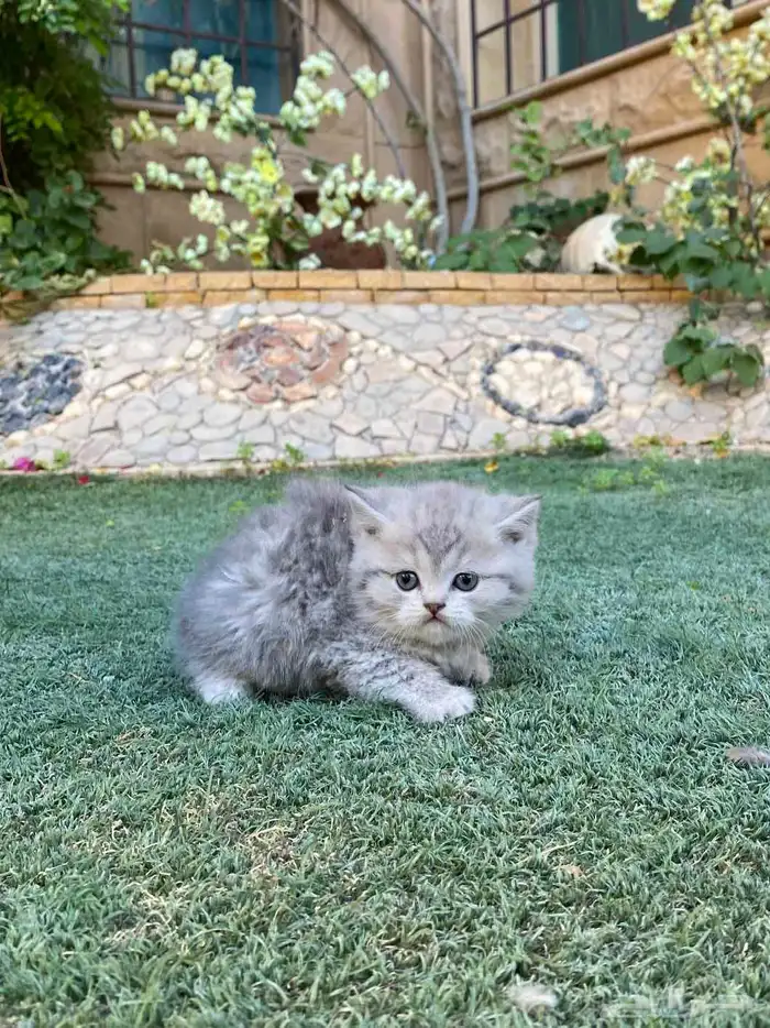 كيتن سكوتش فولد مطعمين مدربين للبيع ولايوجد تبني 32