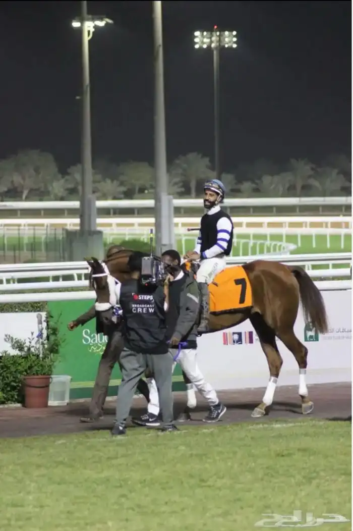 حصان واهو فرنسي سبوق 4