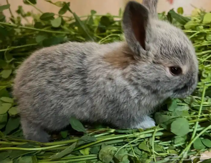 ارنب نوعه فرنسي التوصل الوتساب 0596927 6