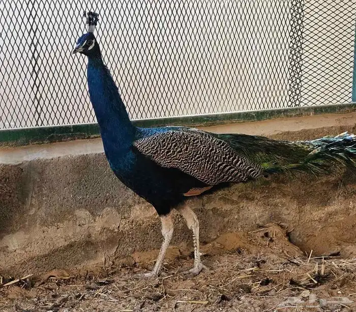 للبيع جوز طاووس هندي ازرق منتج 5