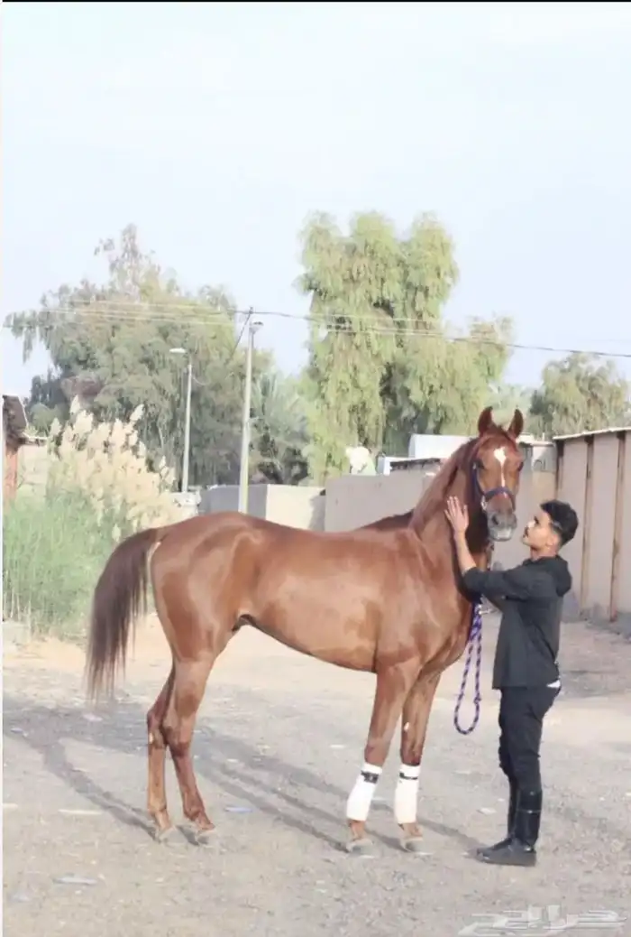 حصان واهو فرنسي سبوق 3