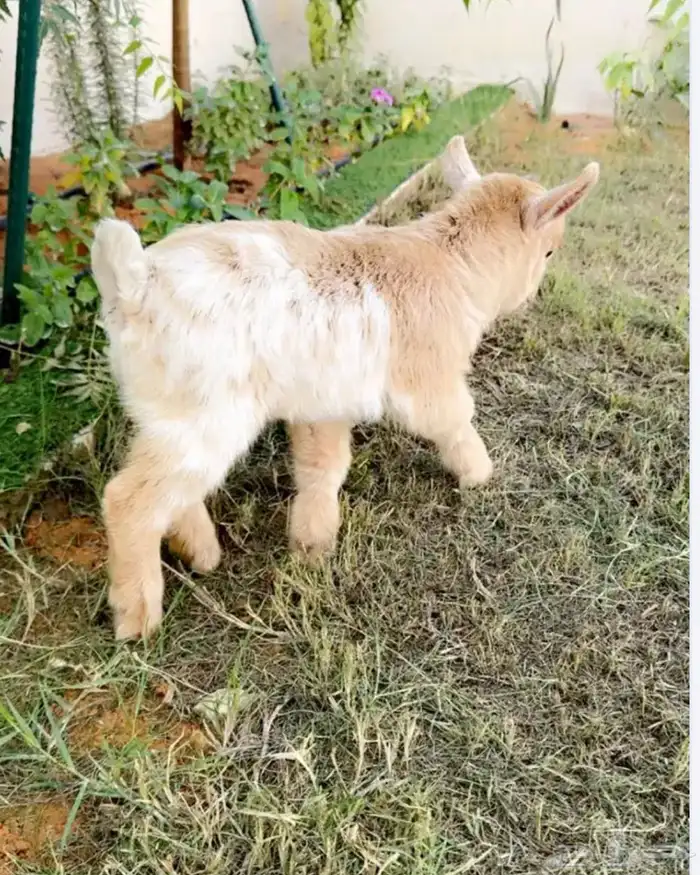 للبيع ماعز قزم 0