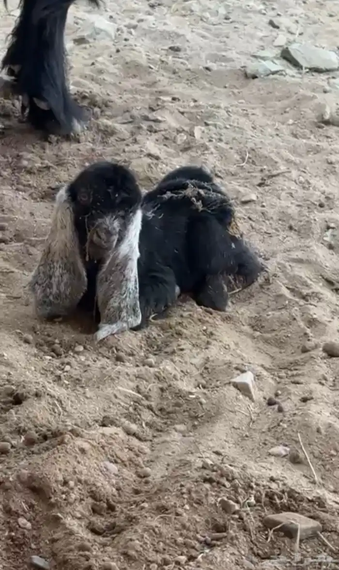 تيس عارضي صنف مشروط 3