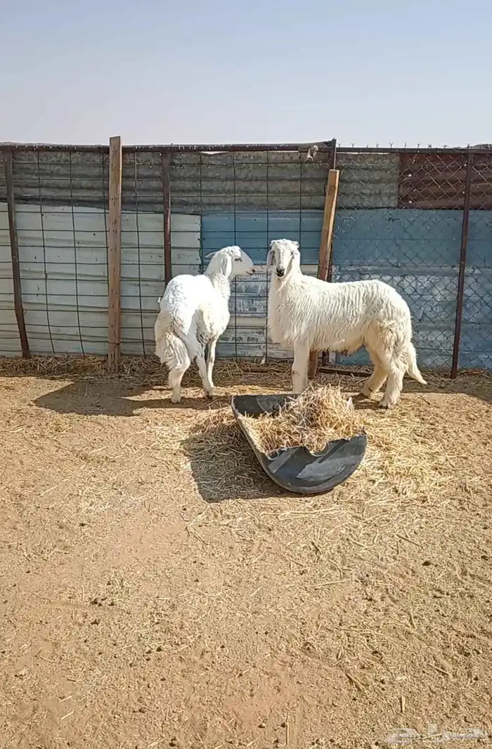 يوجد عندنا طليان حريه فخمة 0