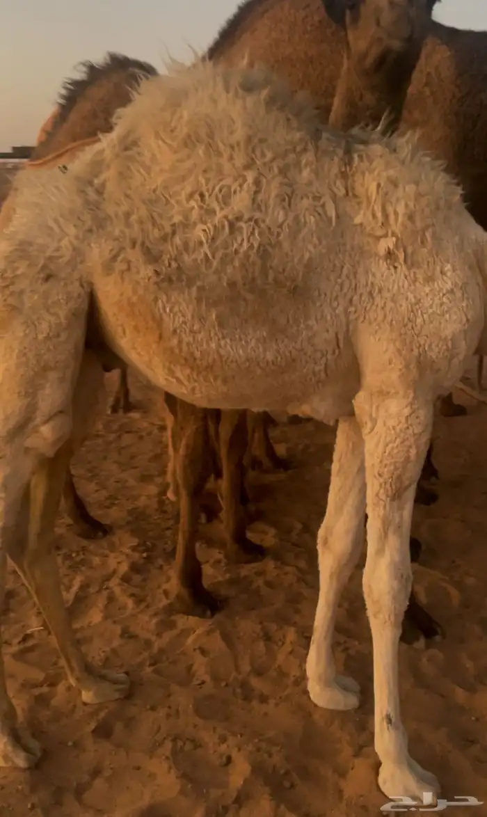 عشرا شقحا للبيع تحتها قعود 3