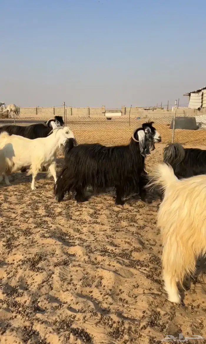 معزا عوارض دفيع فيها ثنتين شق 6