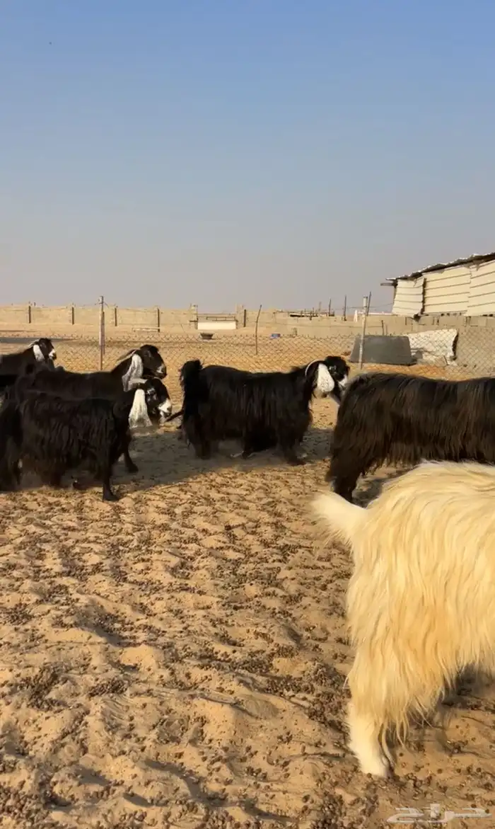 معزا عوارض دفيع فيها ثنتين شق 5