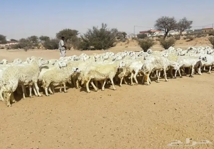 غنم حريه حرش مراح وحد قطعه وحده العداد 100غنم دفيع ومضاريع 2