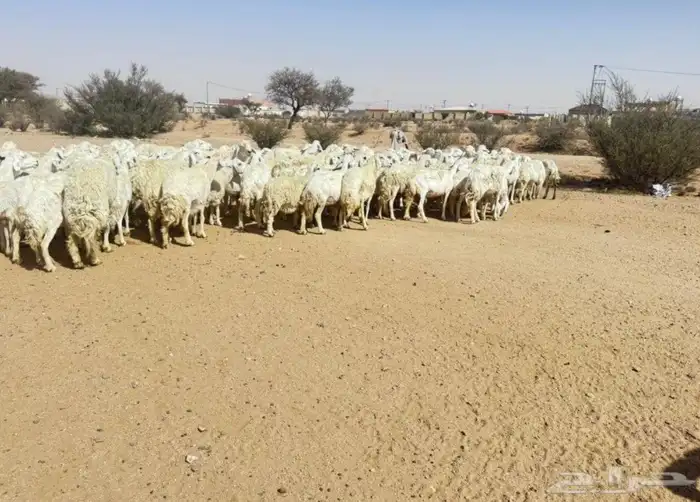 غنم حريه حرش مراح وحد قطعه وحده العداد 100غنم دفيع ومضاريع 3