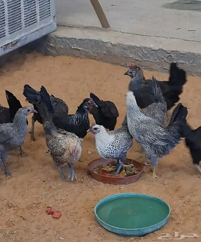 للبيع دجاج مشكل وأغلبه بلدي 1