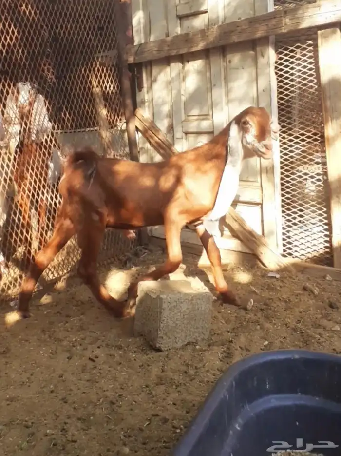 راجع اعلاني 0