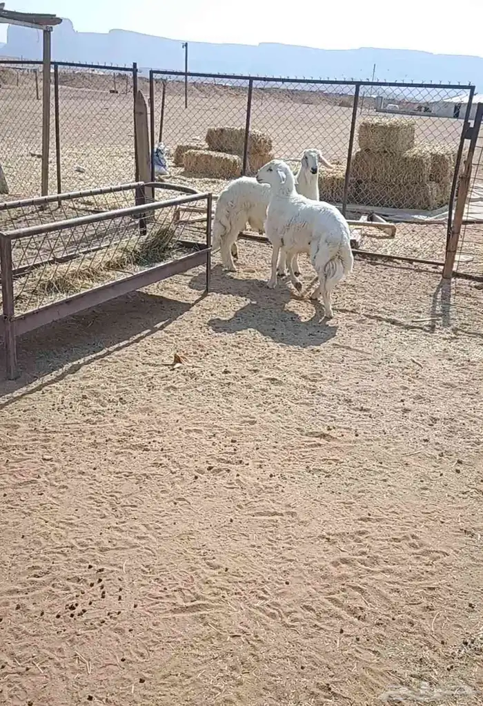 يوجد عندنا طليان حريه فخمة 1