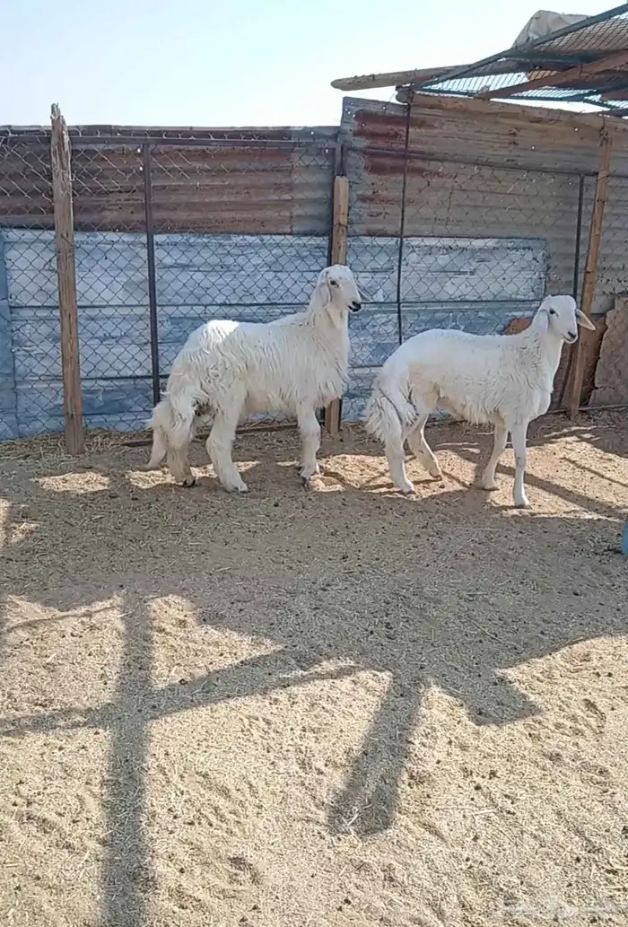 يوجد عندنا طليان حريه فخمة 3