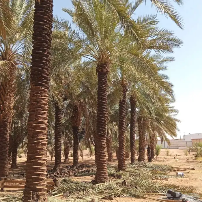 نخل للبيع 14