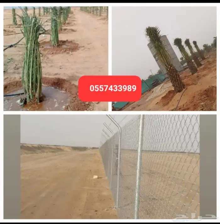 مقاول شبوك ونخيل 2