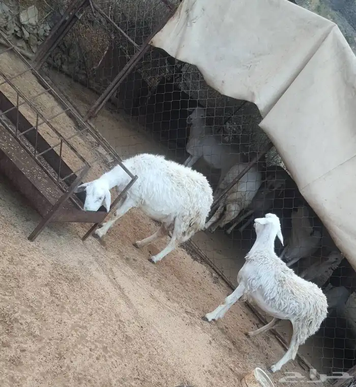 ثنتين ضأن دفيع للبيع وأسنانها صغار موضح ف الصورة . 2