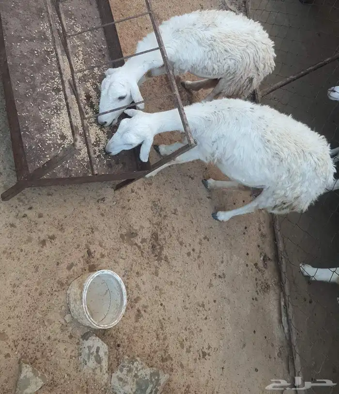 ثنتين ضأن دفيع للبيع وأسنانها صغار موضح ف الصورة . 0