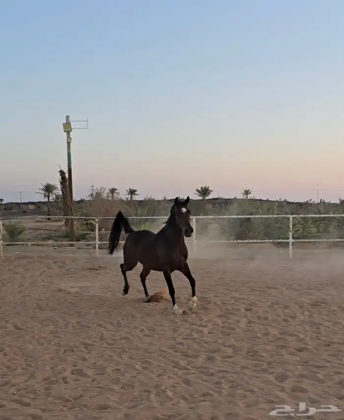 فراس واهو فاااخر 5